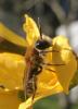 Andrena sp.